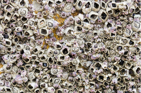 Typical Marine Bio-Fouling (barnacle infestation)